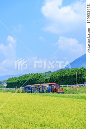 夏季，南阿蘇鐵路上的「悠菅」電車穿梭於鄉村之中 129933468