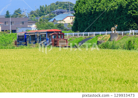 夏季，南阿蘇鐵路上的「悠菅」電車穿梭於鄉村之中 129933473