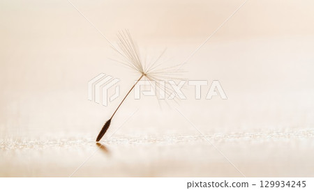 Single dandelion seed on soft beige background. Generative AI. 129934245