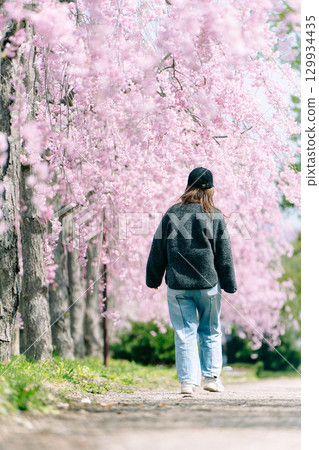日中線垂枝櫻花與女人背影 129934435