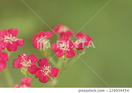 Pink flowers of garden ornamental yarrow on a blurred natural green background. 129934454