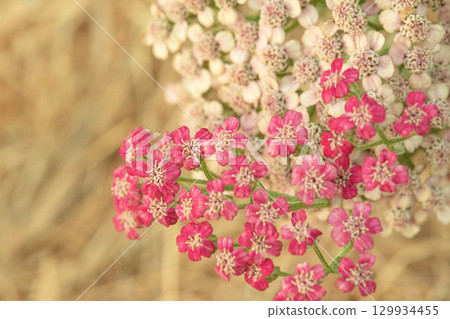 Pink and beige yarrow flowers on a blurred hay background. 129934455
