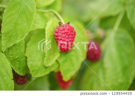 Raspberry bush with red berries and green leaves. Fruit, ripe raspberry. 129934459