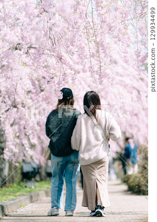 日中線垂枝櫻花與姊妹的背影 日中線垂枝櫻花與姊妹的背影 129934499