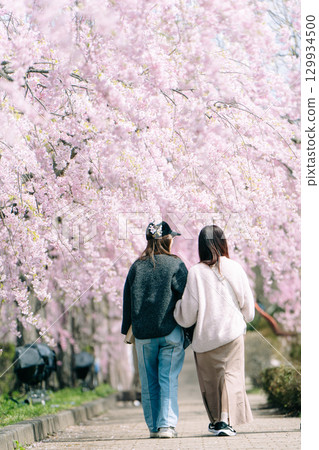 日中線垂枝櫻花與姊妹的背影 129934500