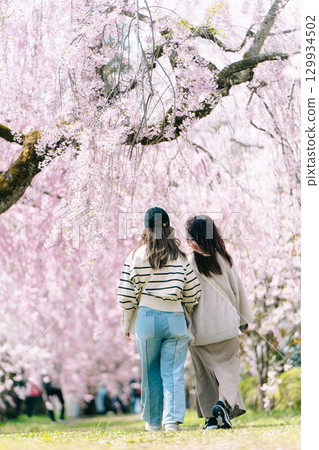 Nicchu Line weeping cherry blossoms and the back view of the sisters Nicchu Line weeping cherry blossoms and the back view of the sisters 129934502