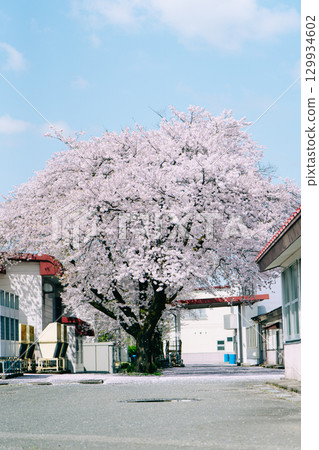 藍天、建築和櫻花（染井吉野） 129934602