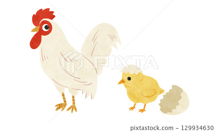 Chicken and chick parent and child set, watercolor hand-drawn illustration Chicken and chick parent and child set, watercolor hand-drawn illustration 129934630