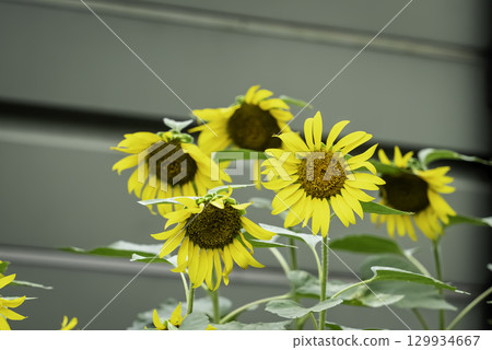 向日葵,夏天圖像 向日葵,夏天圖像 129934667