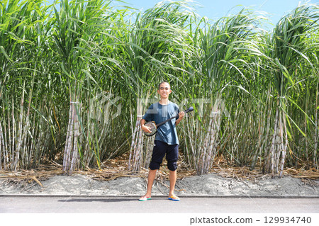 Sugarcane and the Sanshin 129934740