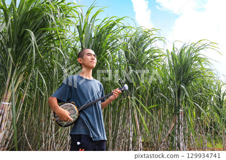 甘蔗和三線琴 129934741