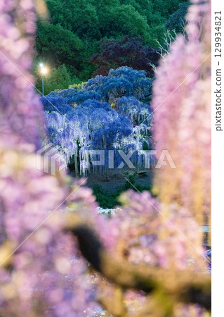 Ashikaga Flower Park Ofuji Illuminated Ashikaga Flower Park Ofuji Illuminated 129934821