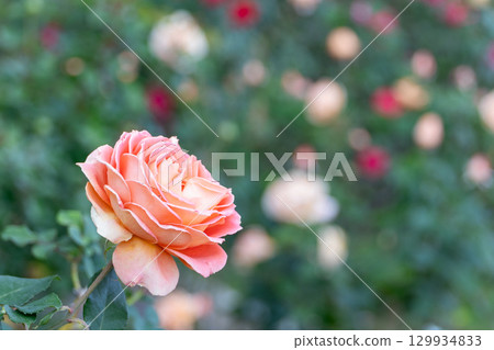 Orange roses blooming in the autumn rose garden Orange roses blooming in the autumn rose garden 129934833