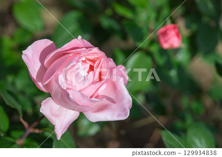 Pink autumn roses that stand out among the greenery Pink autumn roses that stand out among the greenery 129934838