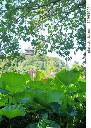 7 月，日本夏季，橫濱日本花園裡盛開的粉紅色蓮花 129934914