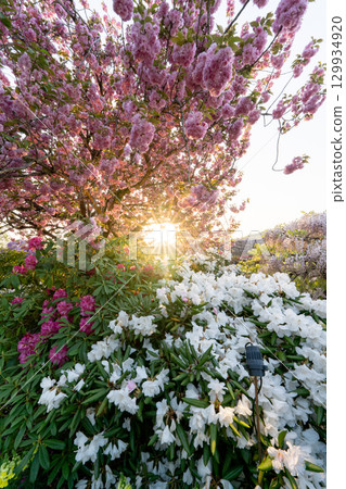 足利花卉公園：夕陽映照下的重瓣櫻花與杜鵑花 129934920