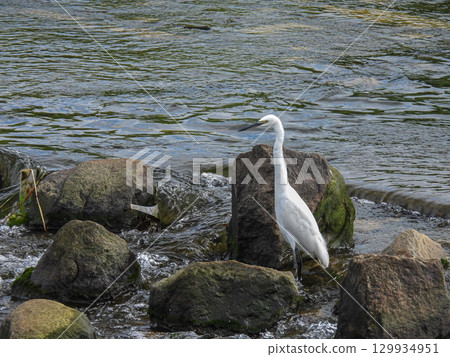 White Egret (Little Egret) Amano River, Hirakata City 129934951