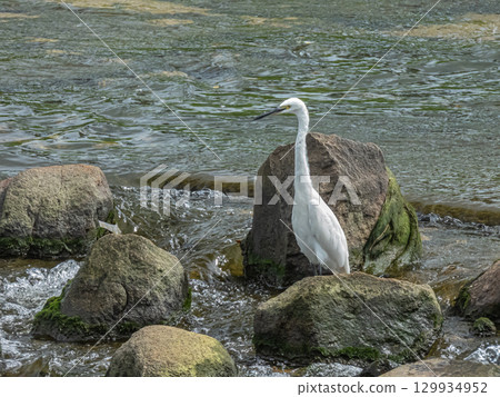 White Egret (Little Egret) Amano River, Hirakata City 129934952