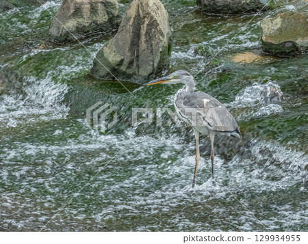 枚方市天野川蒼鷺 枚方市天野川蒼鷺 129934955