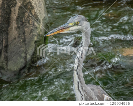 Grey Heron, Amano River, Hirakata City Grey Heron, Amano River, Hirakata City 129934956