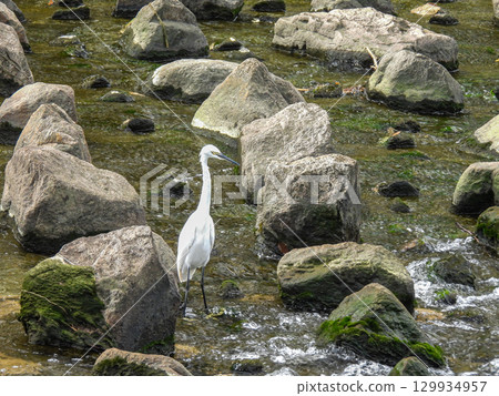 White Egret (Little Egret) Amano River, Hirakata City White Egret (Little Egret) Amano River, Hirakata City 129934957