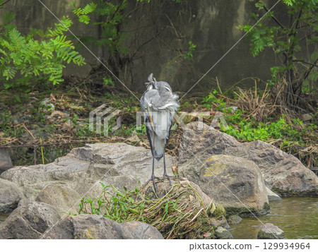 枚方市天野川，一隻蒼鷺在岩石上梳理羽毛 129934964