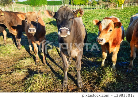 New Zealand Young Brown Cattle Hello 129935012