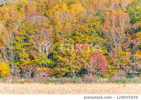 Autumn at Gozaisho Marsh in Hachimantai, Iwate 129935039