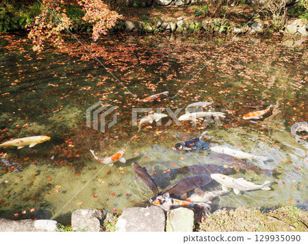 風景與鯉魚 129935090
