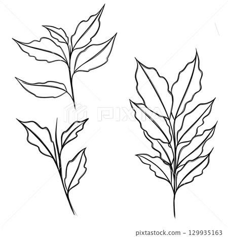 leaf pant line art. Minimalistic line drawing. leaf line art. Botanical drawing illustration by hand. leaf pant line art. Minimalistic line drawing. leaf line art. Botanical drawing illustration by hand. 129935163