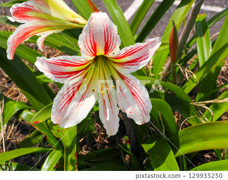 孤挺花花 孤挺花花 129935250