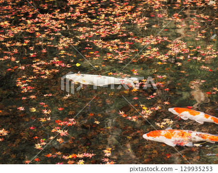 風景與鯉魚 風景與鯉魚 129935253