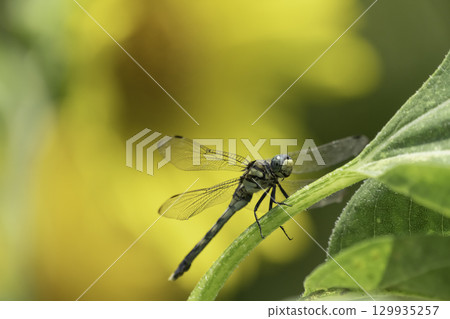 Dragonfly on a sunflower leaf 129935257