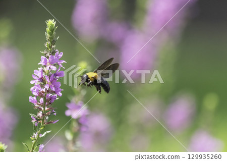 粉紅色的花和一群木蜂 粉紅色的花和一群木蜂 129935260