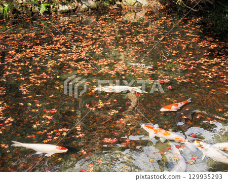 Scenery with carp 129935293