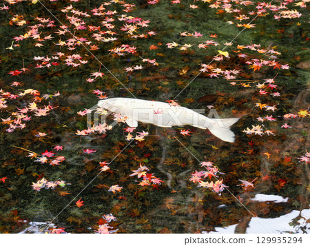 風景與鯉魚 129935294