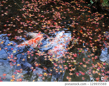 風景與鯉魚 129935569