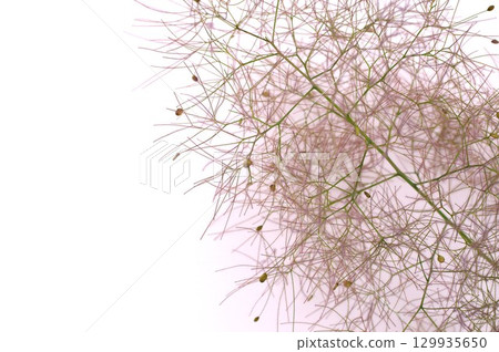 白色背景的煙火花穗 129935650