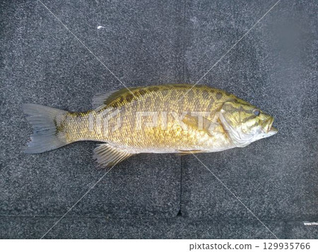 捕獲小嘴鱸魚 129935766