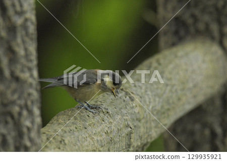 雜色山雀小雞 129935921