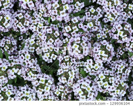 香雪球風景 香雪球風景 129936104