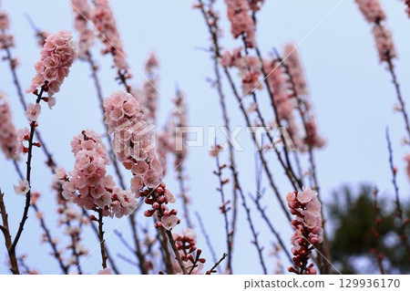 杏花盛開，預示著春天的到來 129936170