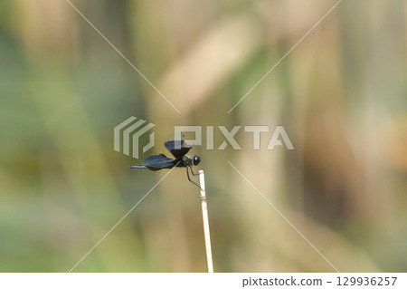 Butterfly dragonfly 129936257