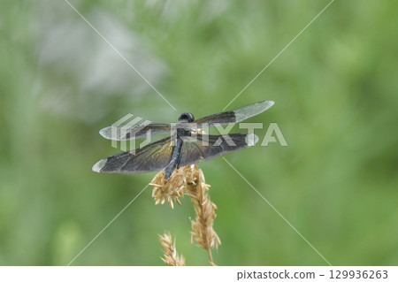 Butterfly dragonfly Butterfly dragonfly 129936263