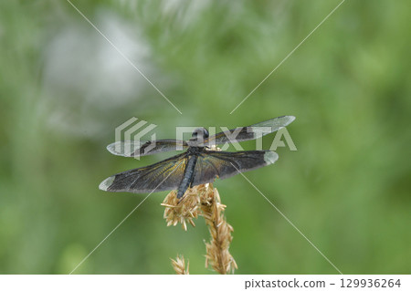 Butterfly dragonfly 129936264