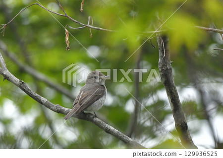 Kosametepataki 129936525