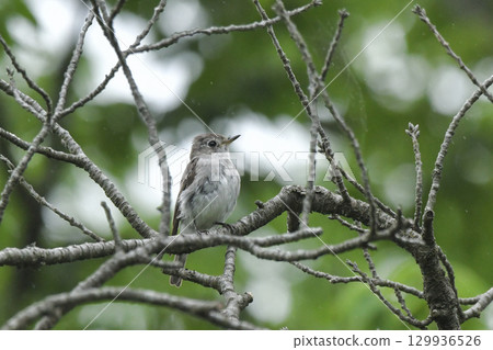 Kosametepataki 129936526