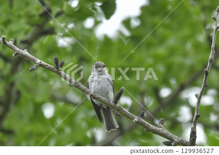 灰鶲 灰鶲 129936527