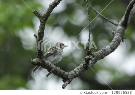 Kosametepataki 129936528