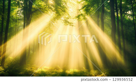 serene forest landscape with sunlight streaming through trees, creating magical atmosphere 129936552